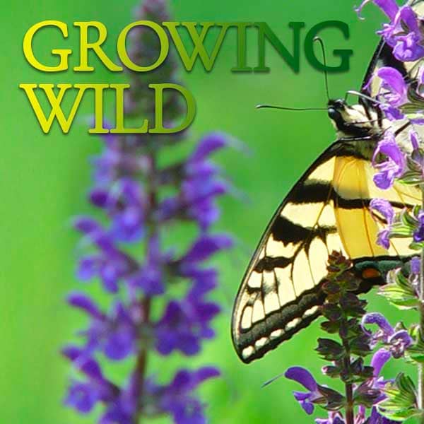 Growing WIld: native plants in massachusetts