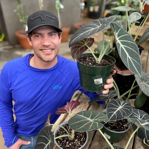 Alocasia reginula Black Velvet