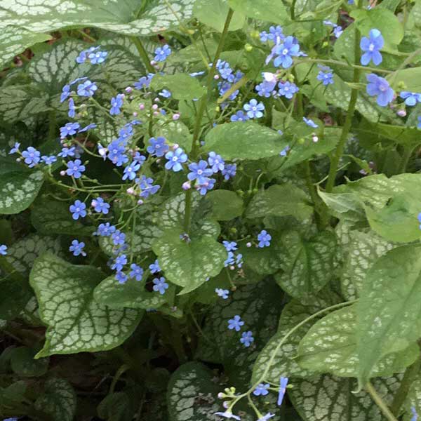 Brunnera ‘Alexander’s Great’