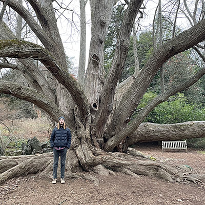 Cercidiphyllum japonicum