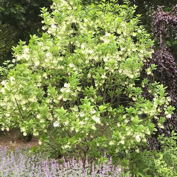 Chionanthus virginicus