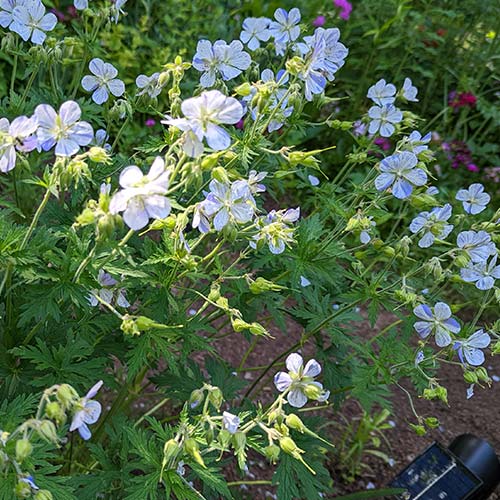Geranium pratense aka Splish-Splash