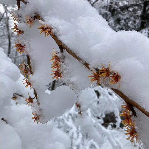 Hamamelis x intermedia witch-hazel