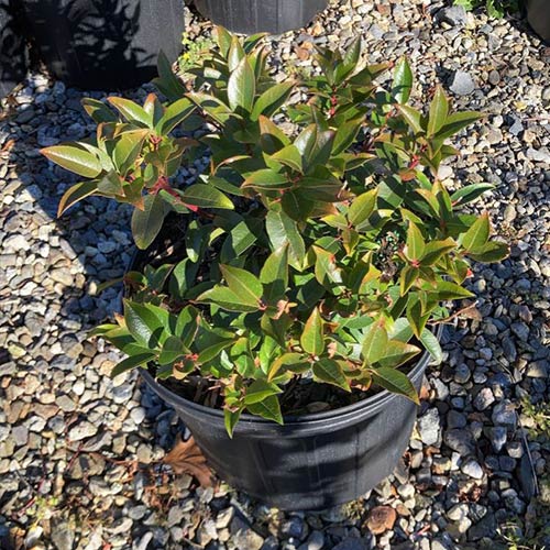 Pieris floribunda