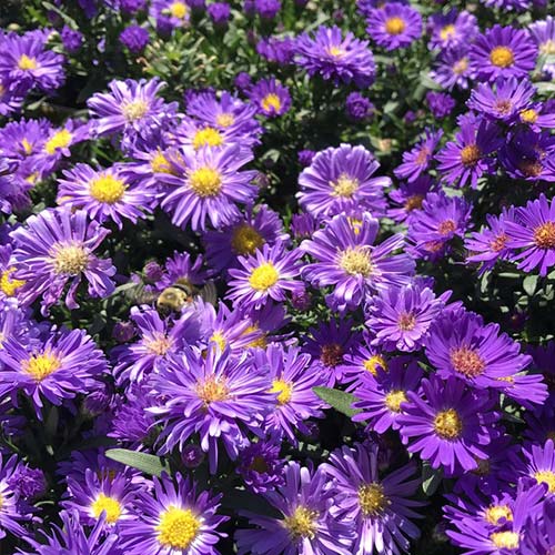 Symphyotrichum novae-angliae aka Dragon
