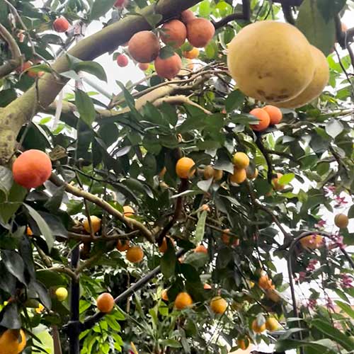 Washington Navel Orange Tree & Citrus Grafts