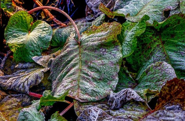 fall autumn frost in the garden