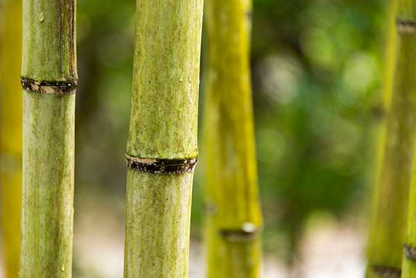 Invasive species: bamboo
