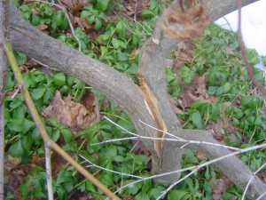 Maple tree split