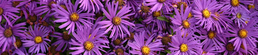 asters for pollinators