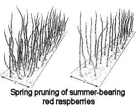 raspberry pruning diagram