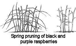 raspberry pruning diagram