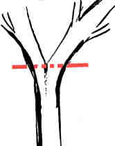 Tree split diagram