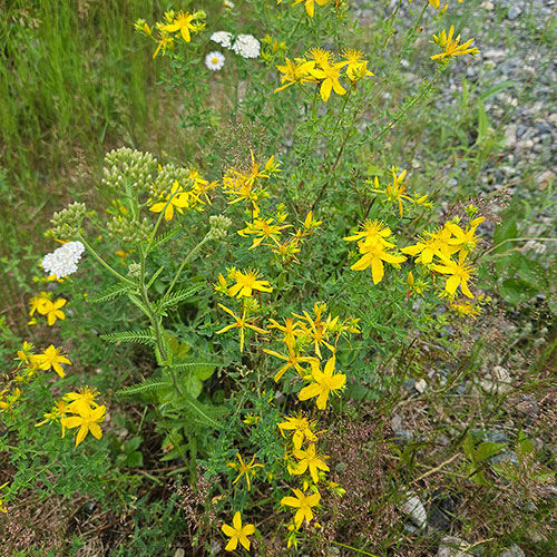 Hypericum perforatum