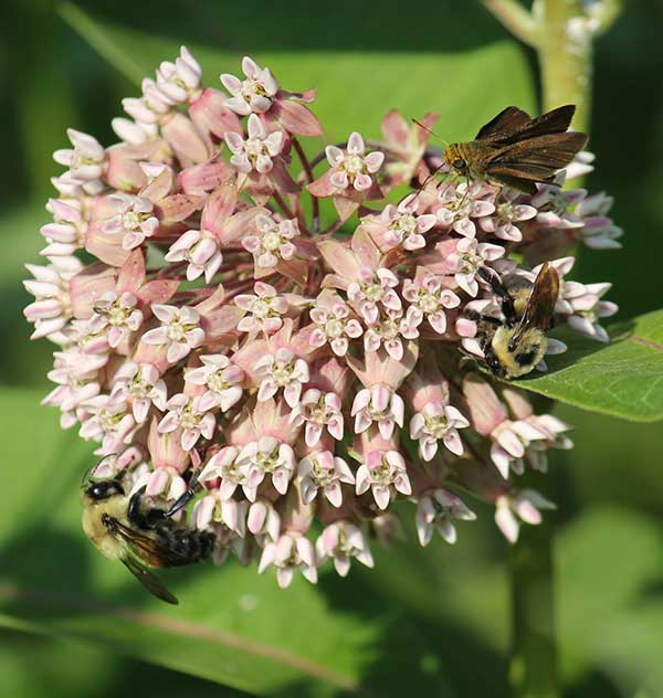 pollinators on milkweed plant