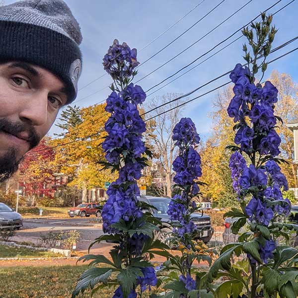 Joseph from Pemberton Garden Services recommends Aconitum napellus aka monkshood