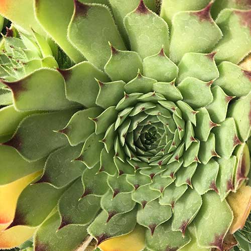 succulent close up macro shot