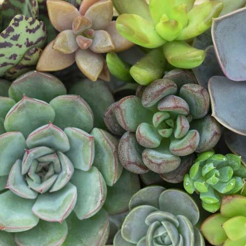 a variety of succulents
