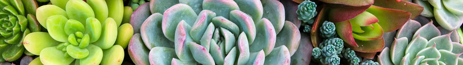 a variety of succulents