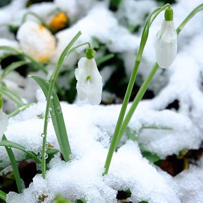 snowdrops in the snow
