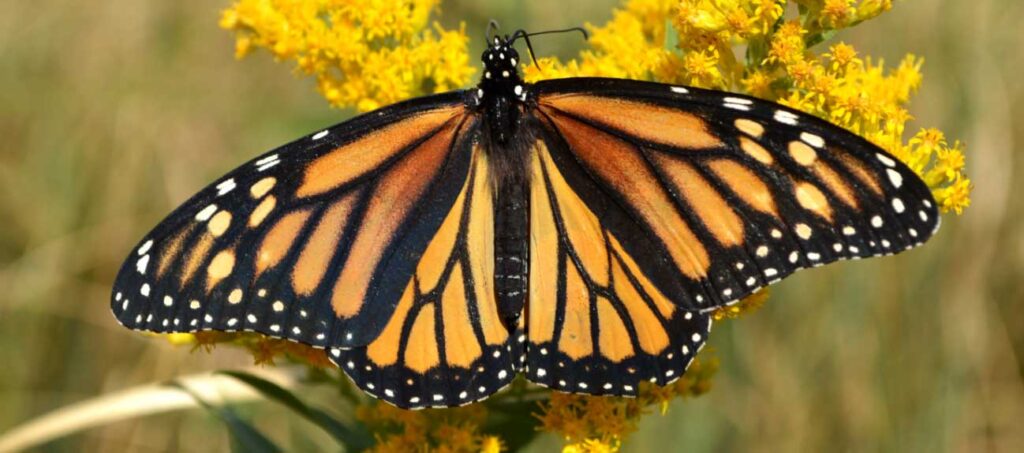 butterfly on goldenrods