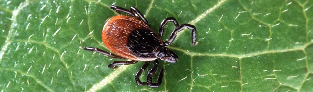 ticks can hide in plain site