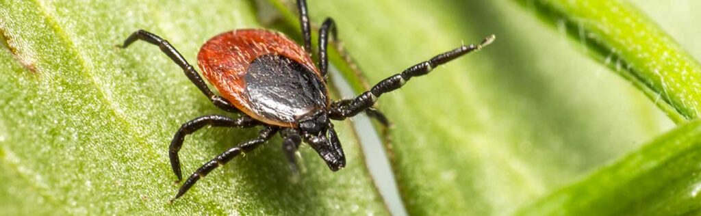 tick prevention and landscaping services