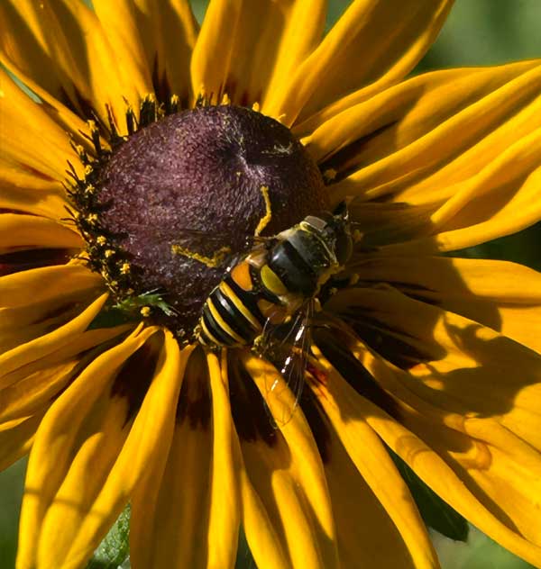 pollinator on native black eyed susan